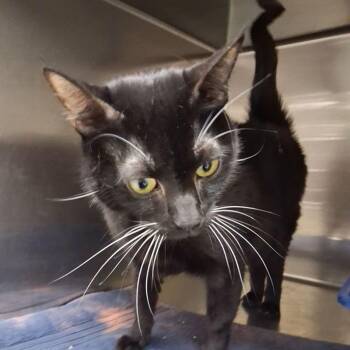 Midnight -  Domestic Short Hair Cat for Adoption in Lake Havasu City, Arizona - Midnight | PetCurious