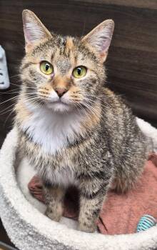 Domestic Medium Hair Cats Available for Adoption - Lucy | PetCurious