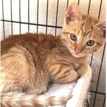 Pippin -  Domestic Short Hair Cat for Adoption in Larkfield-wikiup, California - Pippin | PetCurious