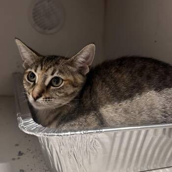 Wombat -  Domestic Short Hair Cat for Adoption in Dearborn, Michigan - Wombat | PetCurious