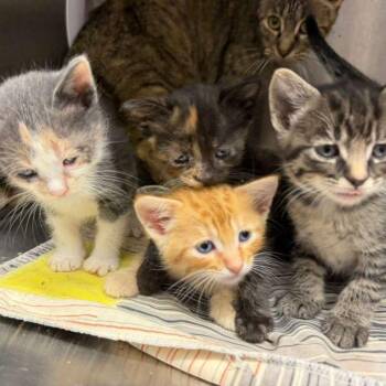 Harmony -  Domestic Short Hair Cat for Adoption in Kingman, Kansas - Harmony | PetCurious