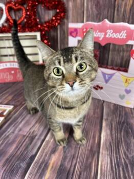 Domestic Short Hair Cats Available for Adoption - Hemi | PetCurious