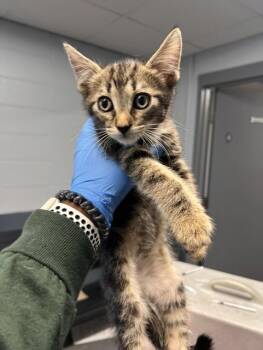 LUX -  Domestic Medium Hair Cat for Adoption in Tallahassee, Florida - LUX | PetCurious