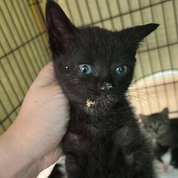 Gotham -  Domestic Short Hair Cat for Adoption in Gadsden, Alabama - Gotham | PetCurious