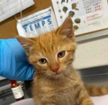 Humpback -  Domestic Short Hair Cat for Adoption in Bolivar, Missouri - Humpback | PetCurious