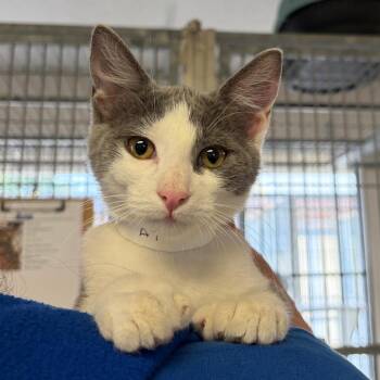 Chili Dog -  Domestic Short Hair Cat Available for Adoption in Goleta, California - Chili Dog | PetCurious
