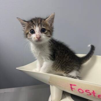 Domestic Short Hair Cats Available for Adoption in Columbus, Georgia - Stanley | PetCurious