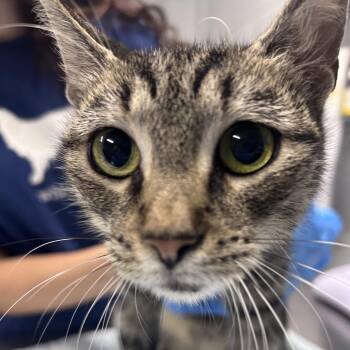 Zima -  Domestic Short Hair Cat for Adoption in Summerville, South Carolina - Zima | PetCurious