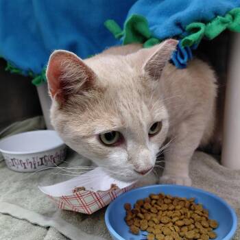 Diamond FKA Blue -  Domestic Short Hair Cat for Adoption in Philadelphia, Pennsylvania - Diamond FKA Blue | PetCurious