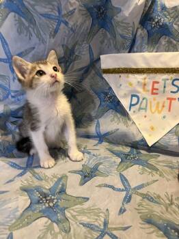 Rescue Domestic Short Hair Cats for Adoption in Powder Springs, Georgia - Denver (2025) | PetCurious