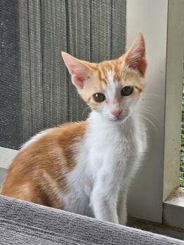 MIDAS -  Domestic Medium Hair and Tabby Cat for Adoption in San Antonio, Texas - MIDAS | PetCurious