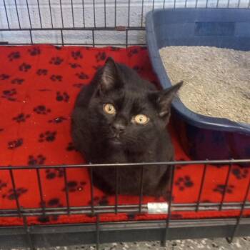 Fish Hook -  Domestic Short Hair Cat for Adoption in Parkersburg, West Virginia - Fish Hook | PetCurious
