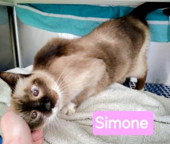 Snowshoe Cats Available for Adoption in Mena, Arkansas - Simone | PetCurious