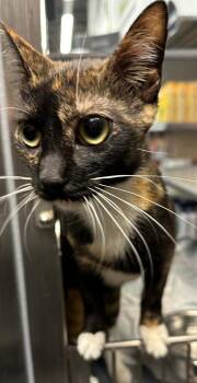 Domestic Short Hair Cats Available for Adoption in Hazlet, New Jersey - Dana | PetCurious