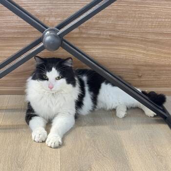Domestic Long Hair Cats Available for Adoption - Diego | PetCurious