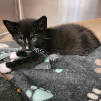 Kitten 1 -  Domestic Short Hair Cat for Adoption in Lake Panasoffkee, Florida - Kitten 1 | PetCurious