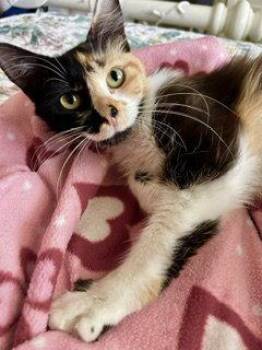 Fiona - chill, cuddly companion -  Calico and Domestic Short Hair Cat for Adoption in San Luis Obispo, California - Fiona - Chill, Cuddly Companion | PetCurious