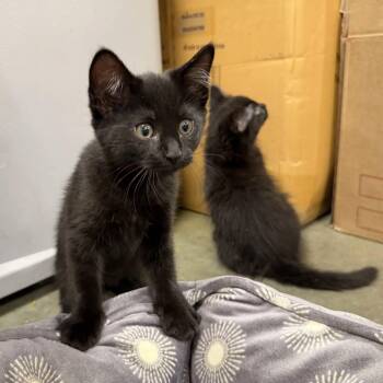 Loki (shy 10 week old) -  Domestic Short Hair Cat for Adoption in Hanson, Massachusetts - Loki (shy 10 Week Old) | PetCurious