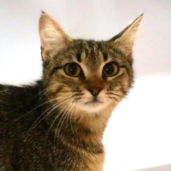 Cinnamon Bun -  Domestic Short Hair Cat for Adoption in Sarasota, Florida - Cinnamon Bun | PetCurious