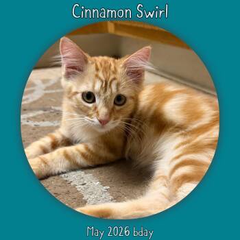 Cinnamon Swirl -  Domestic Long Hair Cat for Adoption in Vacaville, California - Cinnamon Swirl | PetCurious