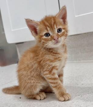 Adam (Bewitched Family) -  Tabby Cat for Adoption in Blanch, North Carolina - Adam (Bewitched Family) | PetCurious