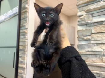 BOOP BOOP -  Domestic Short Hair Cat for Adoption in Rowlett, Texas - BOOP BOOP | PetCurious