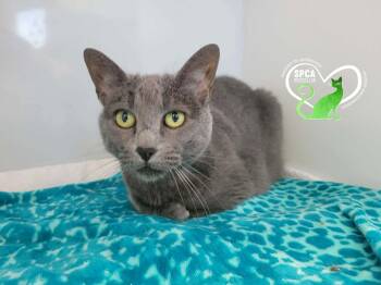 Minnie -  Domestic Short Hair Cat for Adoption in Delson, Quebec - Minnie | PetCurious