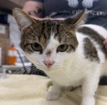 Nigel -  Domestic Short Hair Cat for Adoption in Fishers, Indiana - Nigel | PetCurious