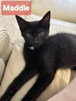 Maddie -  Domestic Short Hair Cat for Adoption in Mechanicsburg, Pennsylvania - Maddie | PetCurious