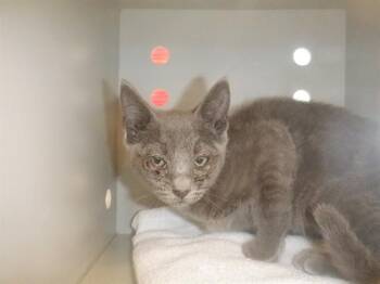 LUPE -  Domestic Short Hair Cat for Adoption in San Jose, California - LUPE | PetCurious