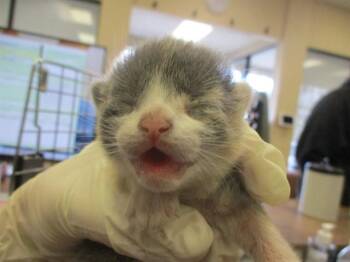 MOON -  Domestic Short Hair Cat Available for Adoption in Ocala, Florida - MOON | PetCurious