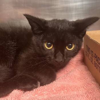 Jalapeno -  Domestic Short Hair Cat for Adoption in Newark, New Jersey - Jalapeno | PetCurious