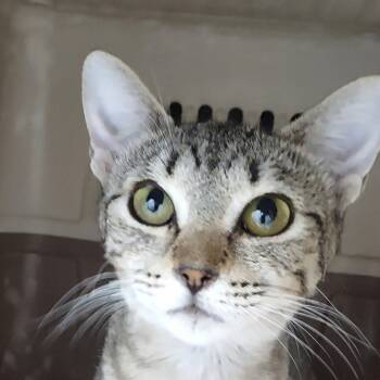 Rescue Domestic Short Hair Cats for Adoption in Kanab, Utah - Layla | PetCurious
