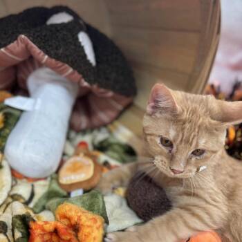 Rescue Domestic Short Hair Cats for Adoption in Sioux Falls, South Dakota - Kenny | PetCurious