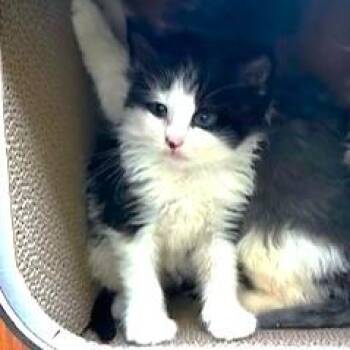 Maine Coon Cats Available for Adoption in Oakwood, Georgia - PRINCESS PUFF - MAINE COON MIX GIRL! | PetCurious