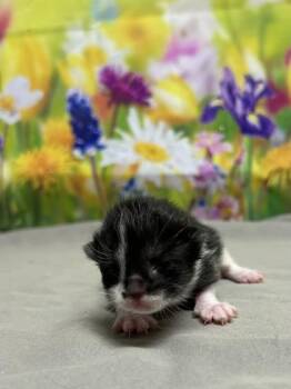 Domestic Short Hair Cats Available for Adoption in San Antonio, Texas - Hiro | PetCurious