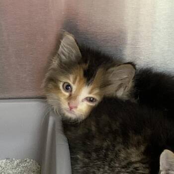 Fango -  Domestic Short Hair Cat for Adoption in Roxboro, North Carolina - Fango | PetCurious