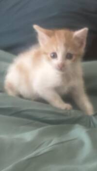 Domestic Short Hair Cats Available for Adoption in West Palm Beach, Florida - Creamsicle | PetCurious