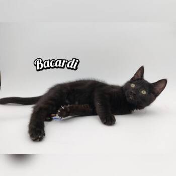Bacardi -  Domestic Short Hair Cat for Adoption in Manteca, California - Bacardi | PetCurious