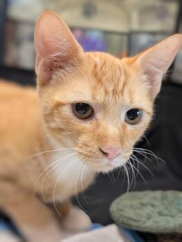 Rescue Domestic Short Hair Cats for Adoption in Honolulu, Hawaii - Yong I | PetCurious
