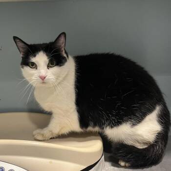 Domestic Medium Hair Cats Available for Adoption - Violet | PetCurious