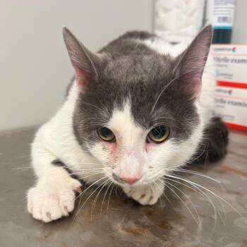 Domestic Short Hair Cats Available for Adoption - Hunter | PetCurious