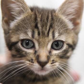 Domestic Short Hair Cats Available for Adoption in Redwood City, California - Roam | PetCurious