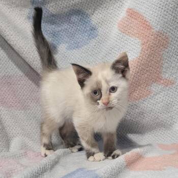 Domestic Short Hair Cats Available for Adoption - Penny | PetCurious