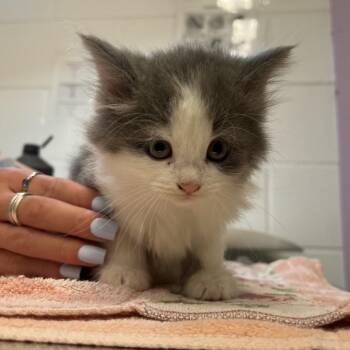 Mack -  Domestic Long Hair Cat for Adoption in Mentor, Ohio - Mack | PetCurious