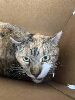 Maley -  Domestic Short Hair Cat for Adoption in West Chester, Pennsylvania - Maley | PetCurious