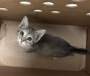 SUSHI -  Domestic Short Hair Cat for Adoption in Dallas, Texas - SUSHI | PetCurious