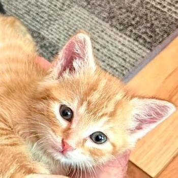 Finn -  Domestic Short Hair Cat for Adoption in Fairfax Station, Virginia - Finn | PetCurious