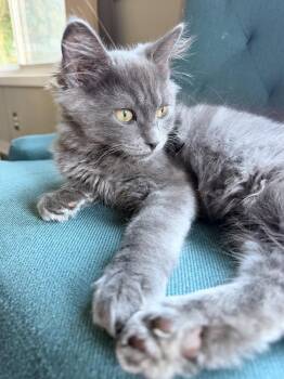 SARDINE (and Roux) - Foodie Litter -  Domestic Medium Hair Cat for Adoption in Hillsboro, Oregon - SARDINE (and Roux) - Foodie Litter | PetCurious