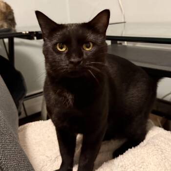 Knight -  Domestic Short Hair Cat for Adoption in Melrose, Massachusetts - Knight | PetCurious